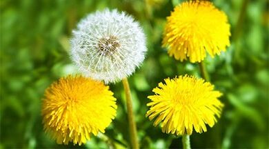 papilomų pašalinimo metodai naudojant liaudies gynimo priemones